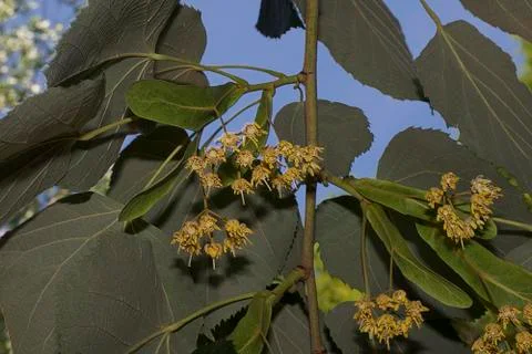 4726-tree blossoms Foto stock