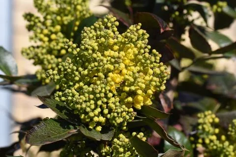4731-tree blossoms Stock Photos