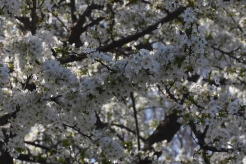 4734-tree blossoms Stock Photos