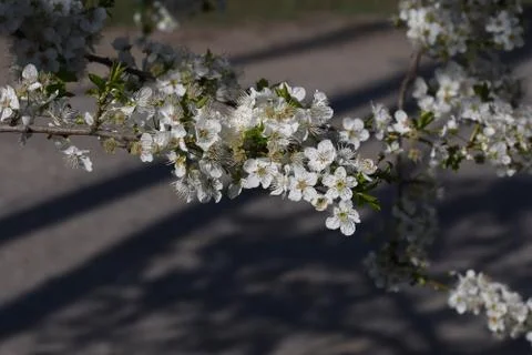 4739-tree blossoms Foto stock