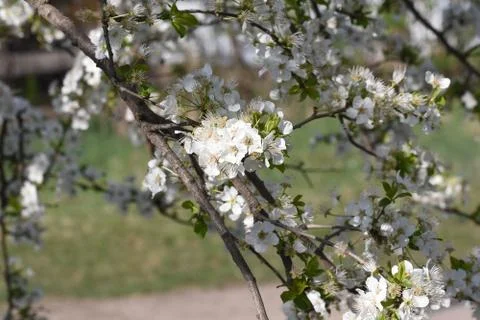4740-tree blossoms Foto stock