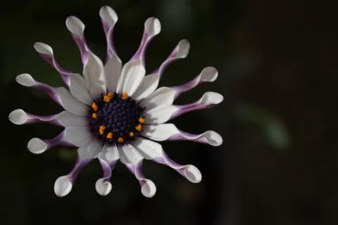 4745-spring flower Stock Photos