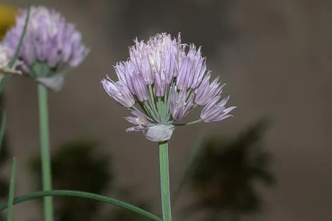 4772-nice flowers Stock Photos