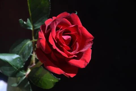 4779-red rose Stock Photos
