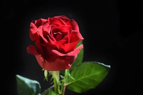 4780-red rose Stock Photos