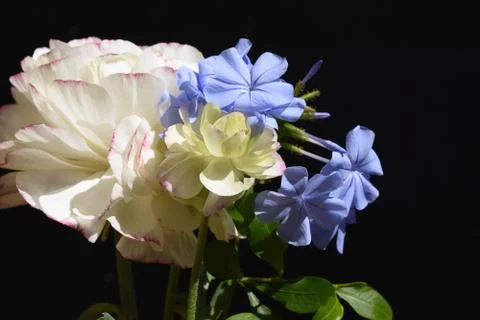 4786-spring flowers Stock Photos