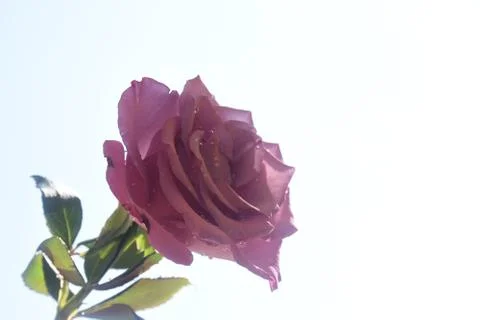 4792-nice rose Foto stock