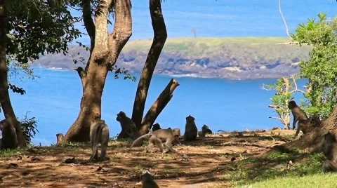 48 Bali HD P JPEG 25fps 30sec 스톡 동영상 2002362