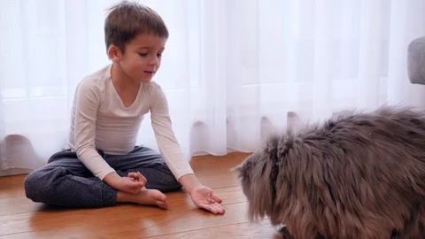 48 child boy at home feeds his pet friend cat from open palm with food Stock Footage 101486098