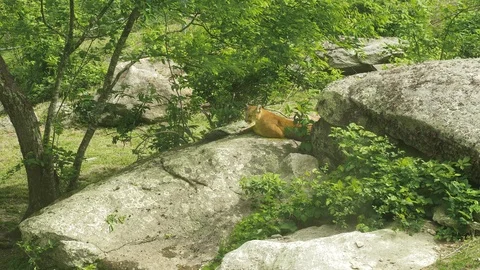 48 Cougar laying down on a rock 스톡 동영상 93420378