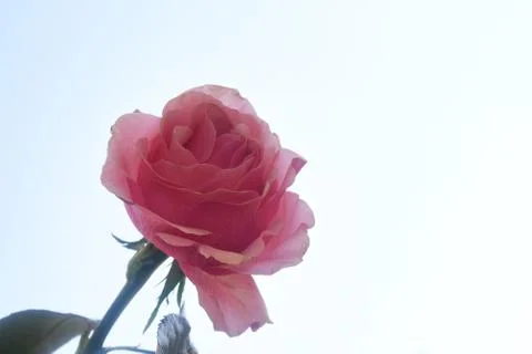 4804-nice rose Foto stock