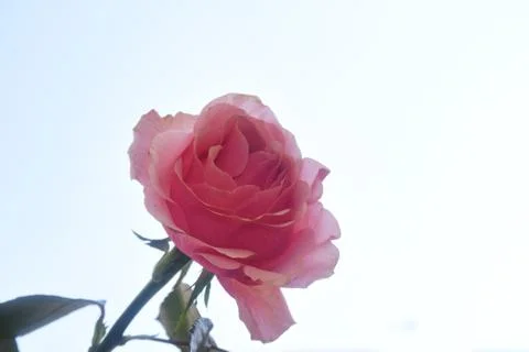 4805-nice rose Stock Photos