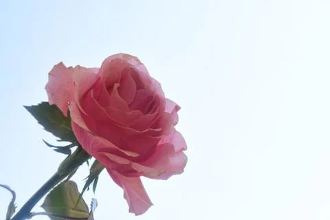 4806-nice rose Stock Photos