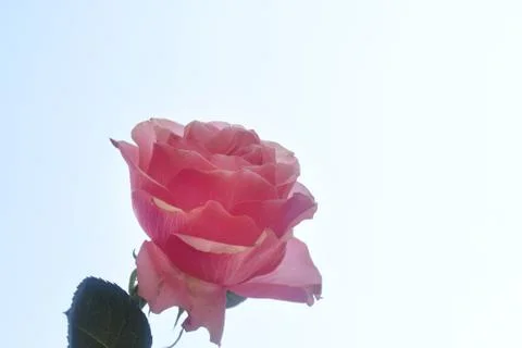 4807-nice rose Stock Photos