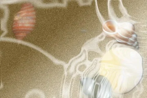 4815 Beach sand shells ocean water waves background  Stock Footage 705661