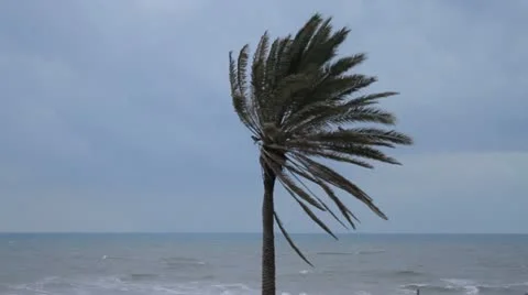 482 Palm tree on a cloudy day Stock Footage 10852158