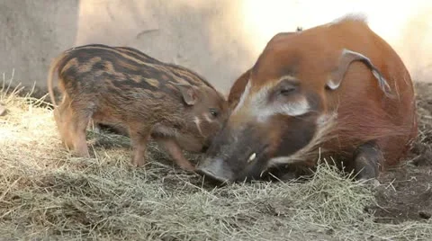 483 5761 Red River Hogs in ZooRed River Hogs in Zoo Stock Footage 11333315