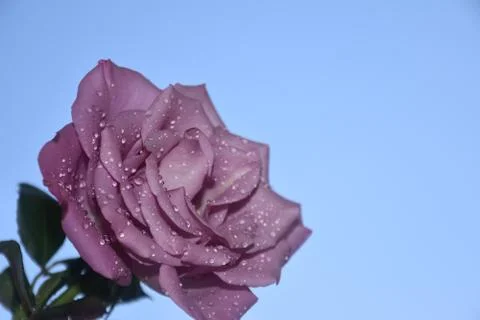 4832-nice rose Foto stock
