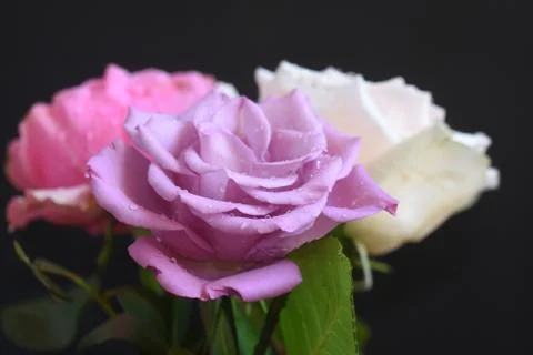 4844-multicolor roses Stock Photos