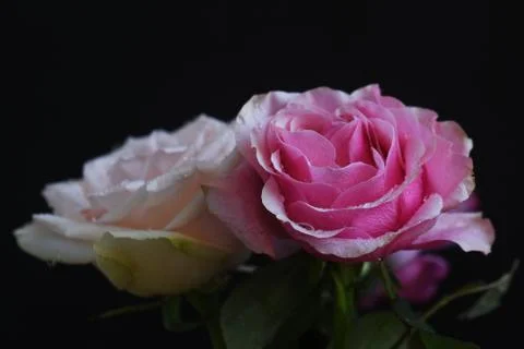 4845-nice roses Stock Photos