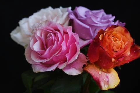 4847-multicolor roses Foto stock