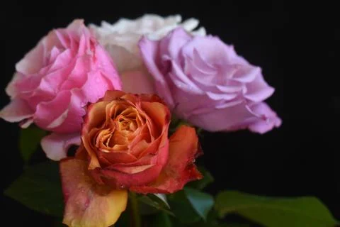 4850-multicolor roses Foto stock