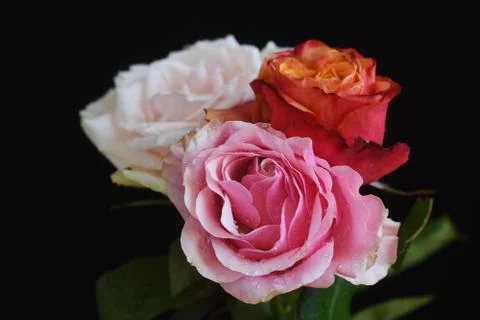 4852-multicolor roses Foto stock
