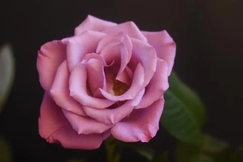4854-nice rose Stock Photos