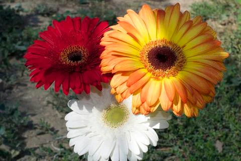 4858nice multicolpr gerberas Stock-Fotos
