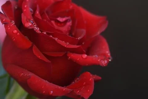 4861-red rose Stock Photos