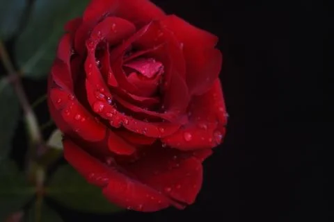 4862-red rose Stock Photos