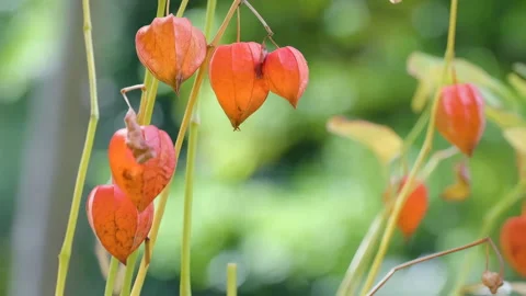 48628 Bright Orange Lantern Flowers Hang Delicately From Slender Green Stem.. Stock Footage 304169112