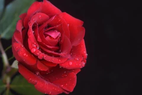 4863-red rose Stock Photos