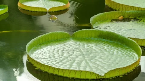 48631 Large Floating Lily Pads Create a Serene Atmosphere in a Tranquil Wat.. Stock Footage 304169175