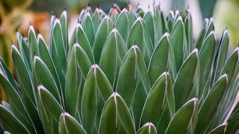 48645 Close-up View of Vibrant Green Succulent Plant Showcasing Sharp Point.. Stock Footage 304169292