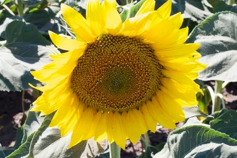 4866-nice sunflower close up Stock Photos
