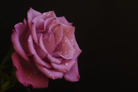 4867-nice rose Stock Photos