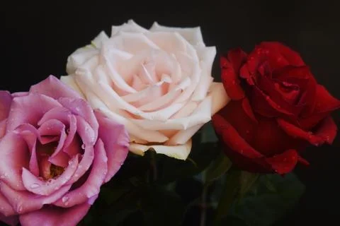 4869-multicolor roses Stockfoto's