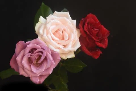 4870-multicolor roses Stock Photos