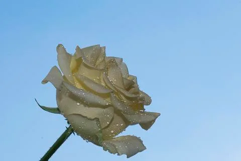 4872-nice yellow rose Foto stock