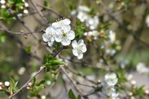 4882-tree blossoms Foto stock