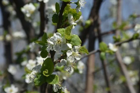 4884-tree blossoms Stock Photos