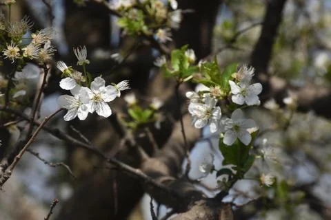 4885-tree blossoms Stock Photos