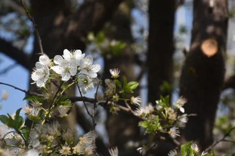 4886-tree blossoms Foto stock