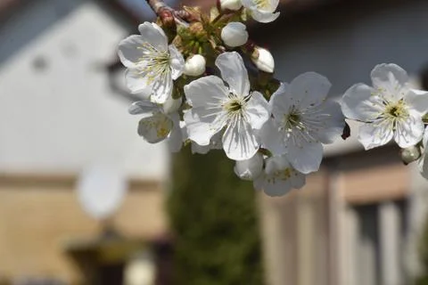 4894-tree blossoms Stock Photos