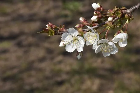 4895-tree blossoms Foto stock