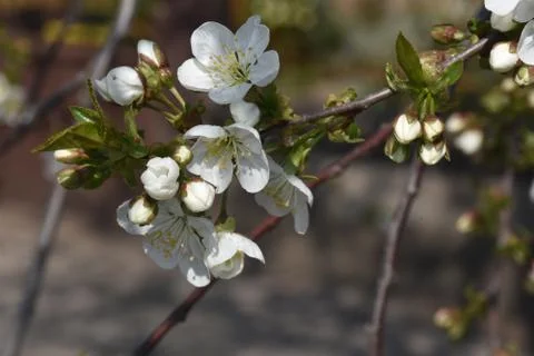 4898-tree blossoms Stock Photos