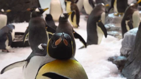 49 Emperor Penguins in exhibit Stock-Footage 93454451