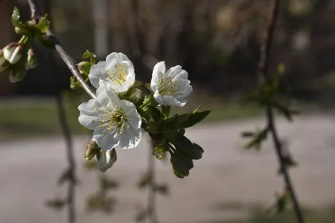 4900-tree blossoms Stock Photos