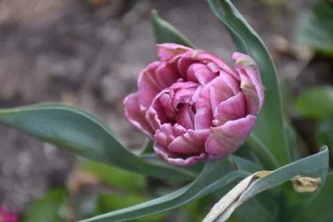 4927-nice tulip Stock Photos